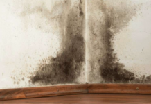 Professional mold cleanup company support from professional mold cleanup experts
